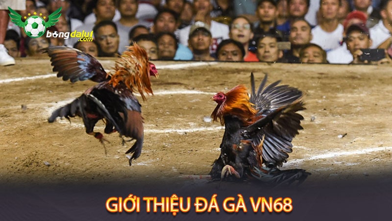 Giới thiệu đá gà nhà cái VN68