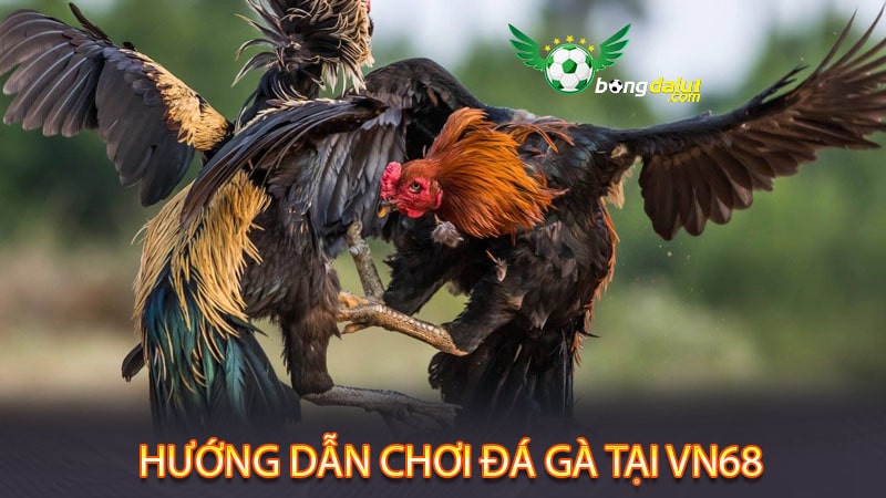 Hướng dẫn chới đá gà tại nhà cái VN68