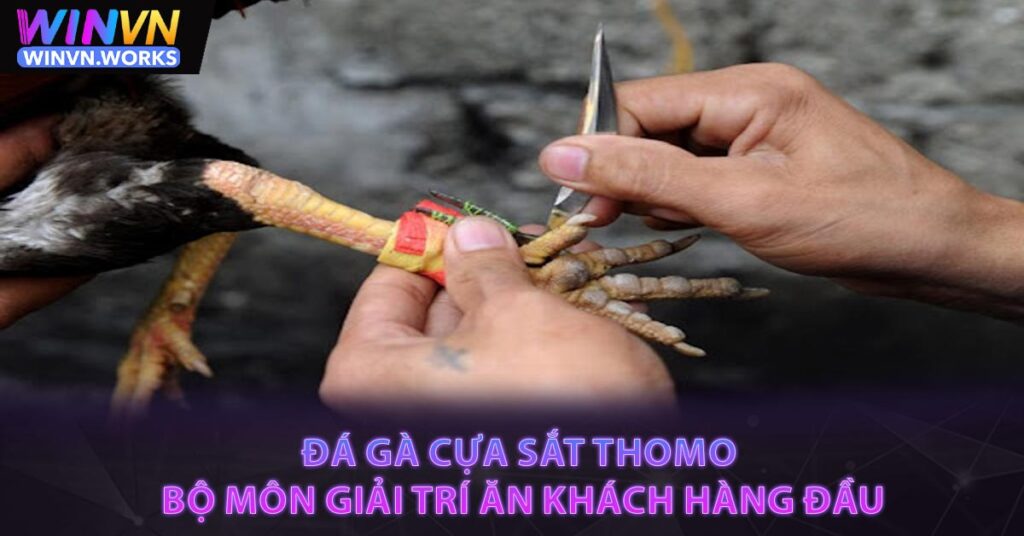 Đá gà cựa sắt Thomo - Bộ môn giải trí ăn khách hàng đầu