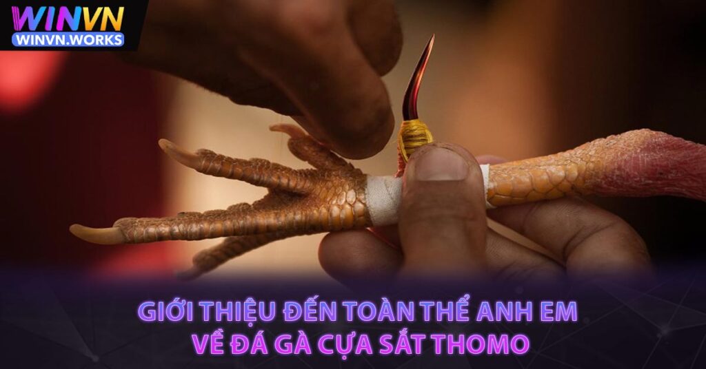 Giới thiệu đến toàn thể anh em về Đá gà cựa sắt Thomo