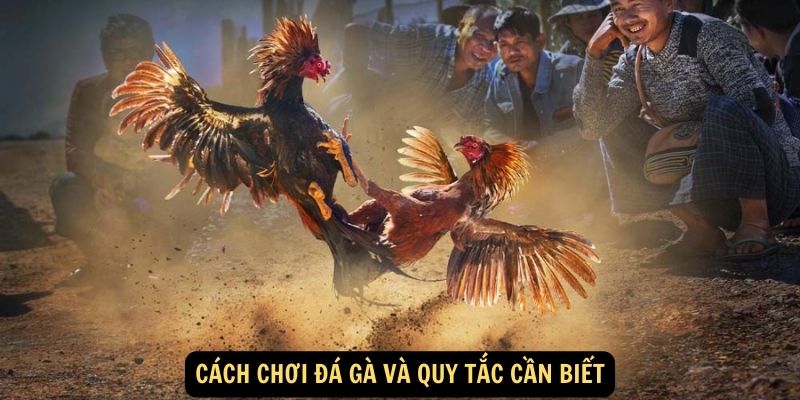 Cách chơi đá gà và quy tắc cần biết