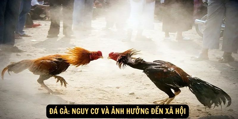 Đá Gà: Nguy cơ và ảnh hưởng đến xã hội